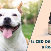 This is an image of a dog looking happy. Next to the dog is a bottle of CBD oil for dogs and the title that reads "Is CBD oil for Dogs a Real Thing?"