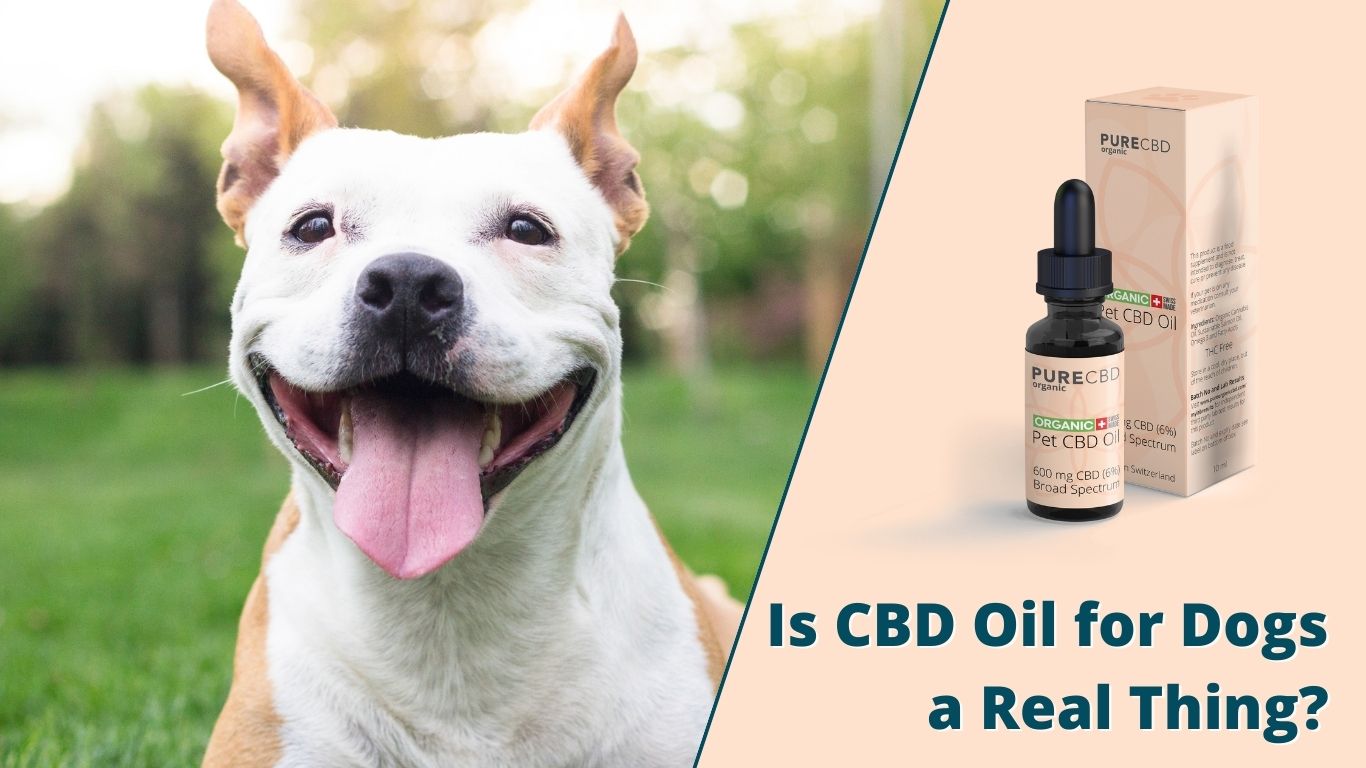 This is an image of a dog looking happy. Next to the dog is a bottle of CBD oil for dogs and the title that reads "Is CBD oil for Dogs a Real Thing?"